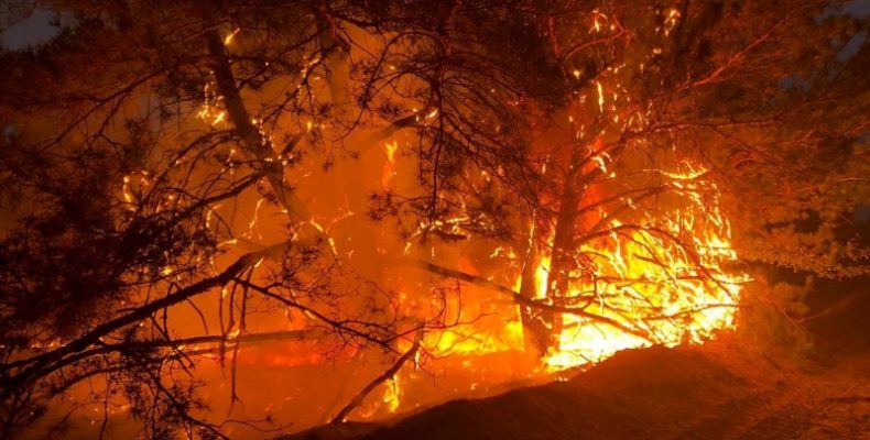 На Чернігівщині показали Путіну як потрібно гасити ліси