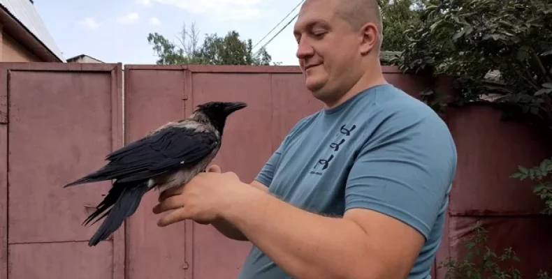 Ушкодженого птаха врятував чернігівець. Відео