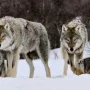 Через обстріли та нестачу в лісі дичини, зграї вовків навідуються в села за їжею