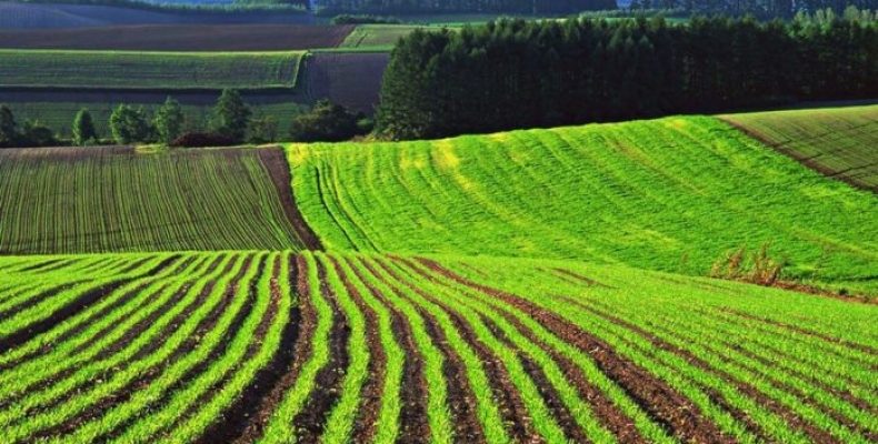 Мораторій на землю обмежує права українців
