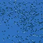 Жуки з чотирма очима мешкають у водоймах Чернігівщини
