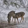 Такої зими на Чернігівщині не було вже років десять